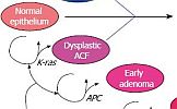 from ACF to cancer