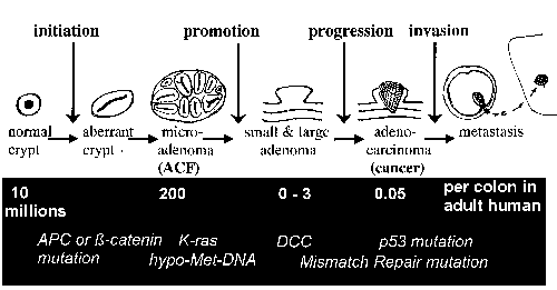 from normal crypts to ACF and polyps